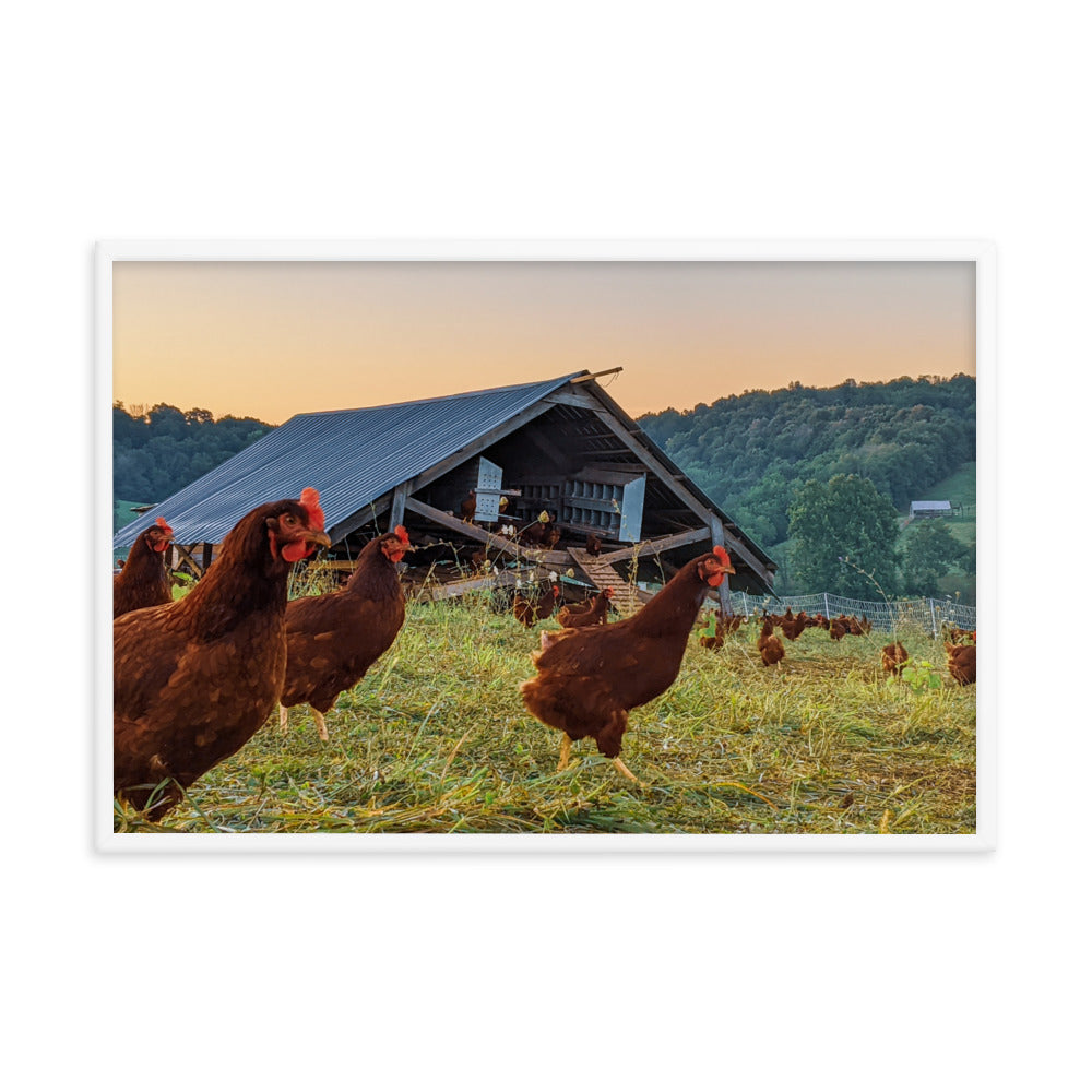 Pasture Chickens Framed poster