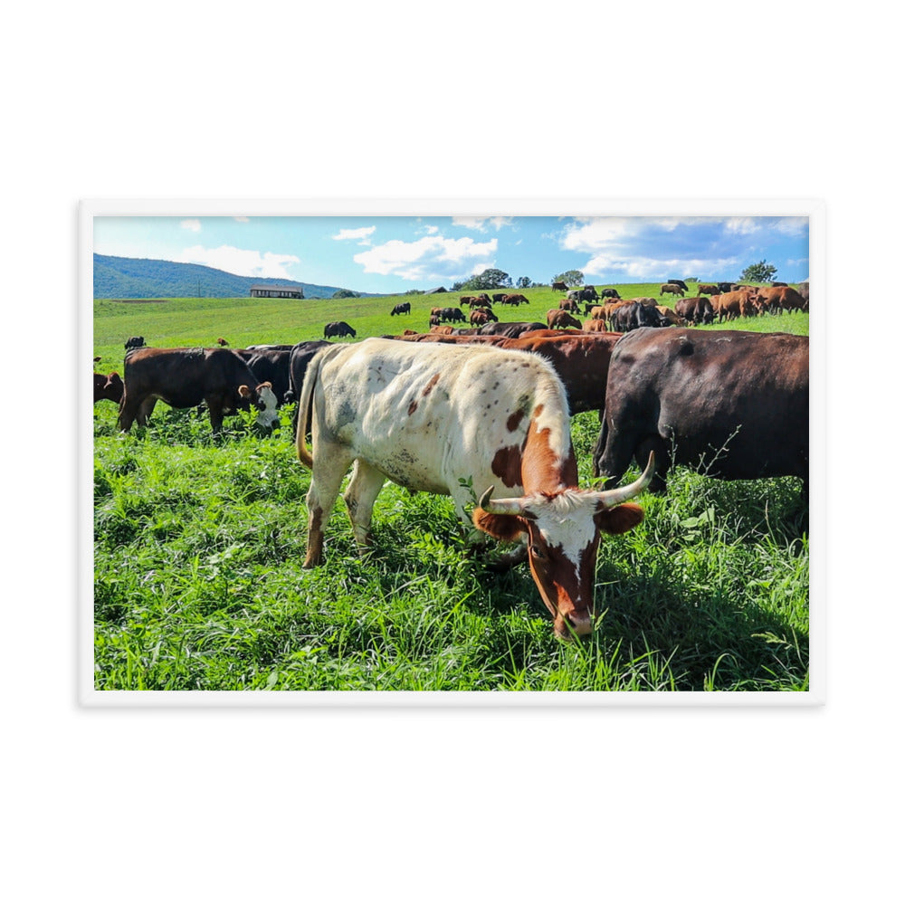 Grazing Cattle Framed poster