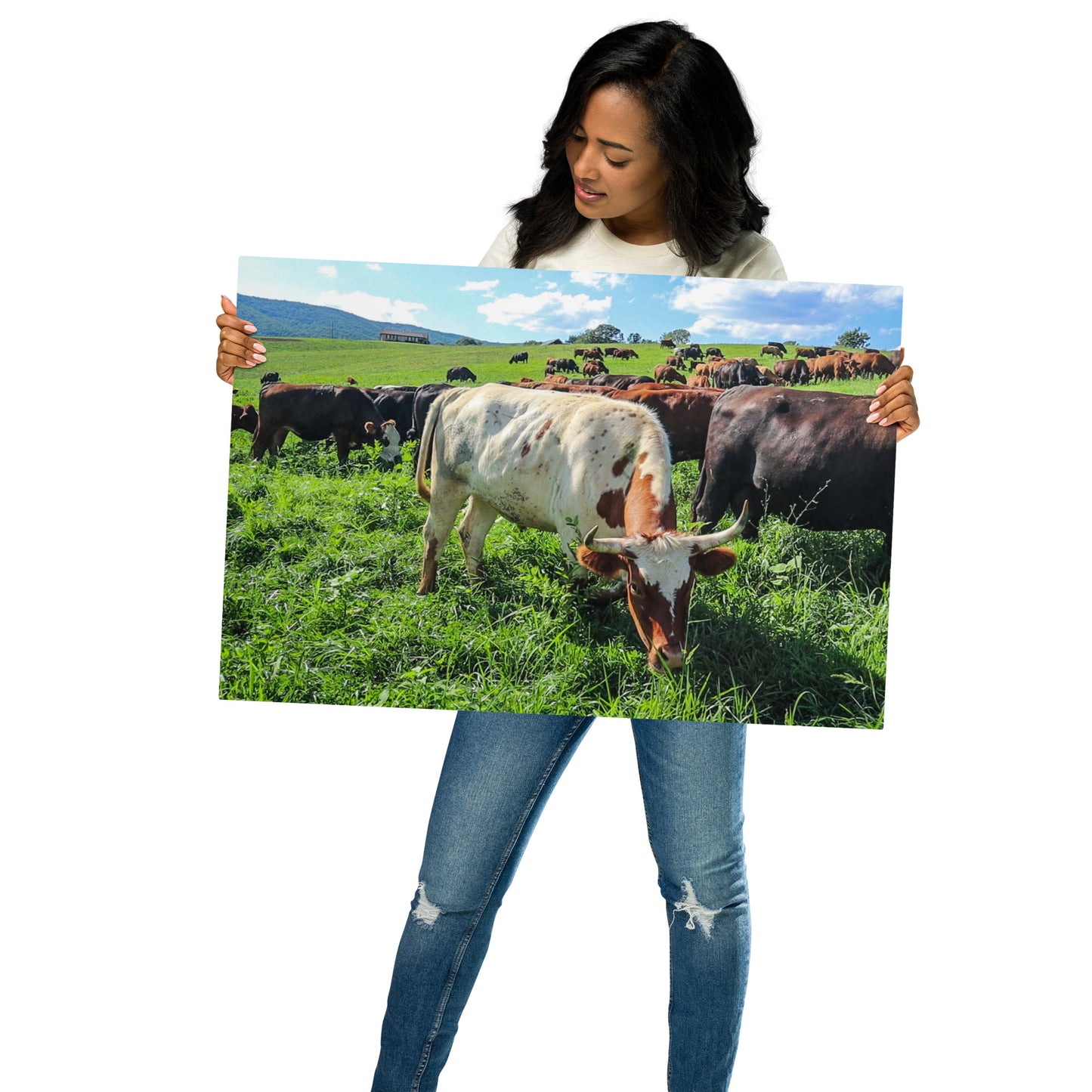 Grazing Cattle Metal prints