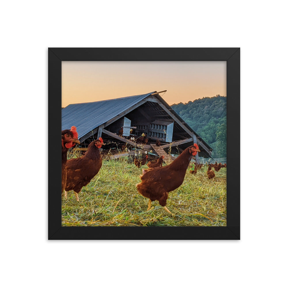 Pasture Chickens Framed poster