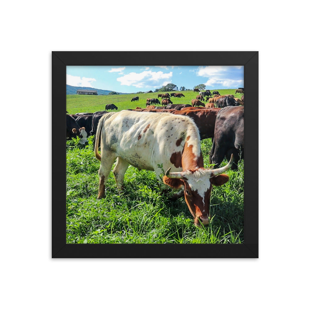Grazing Cattle Framed poster