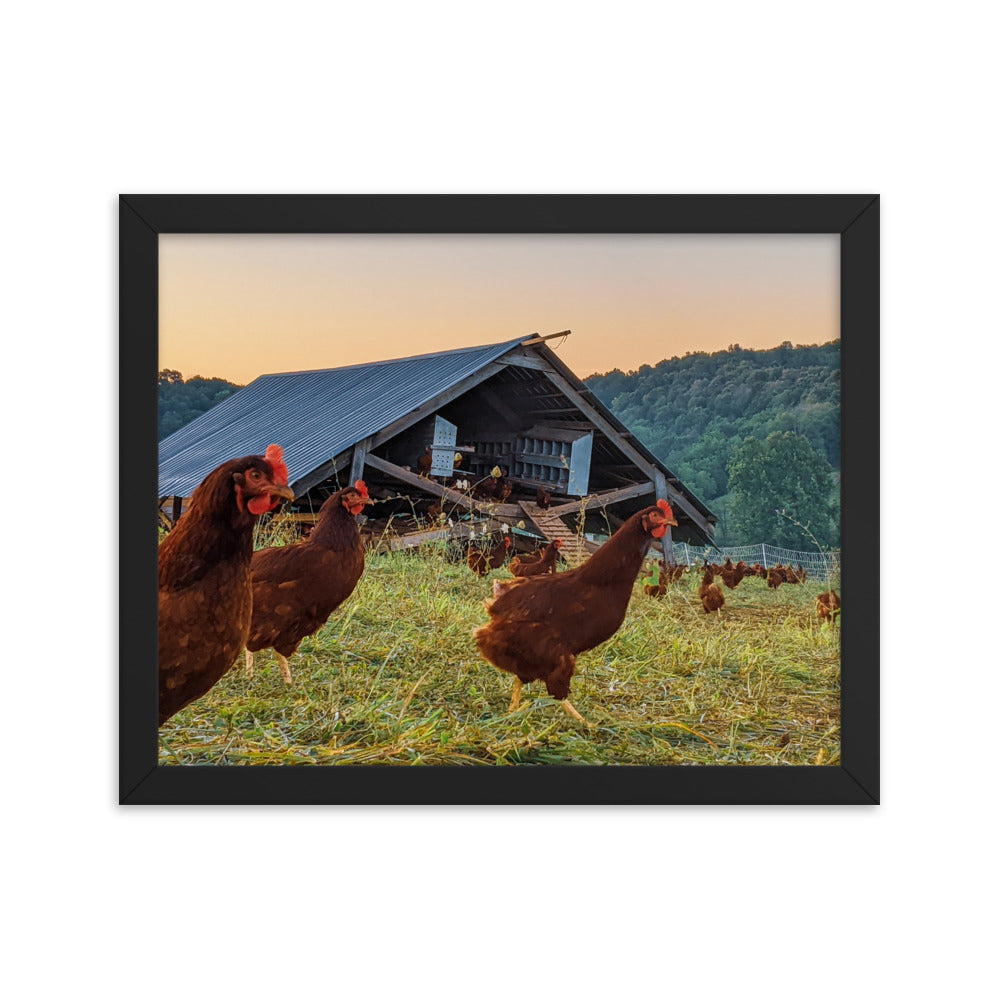 Pasture Chickens Framed poster