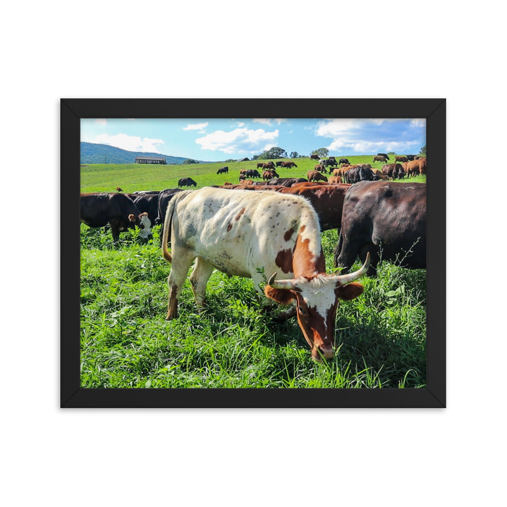 Grazing Cattle Framed poster