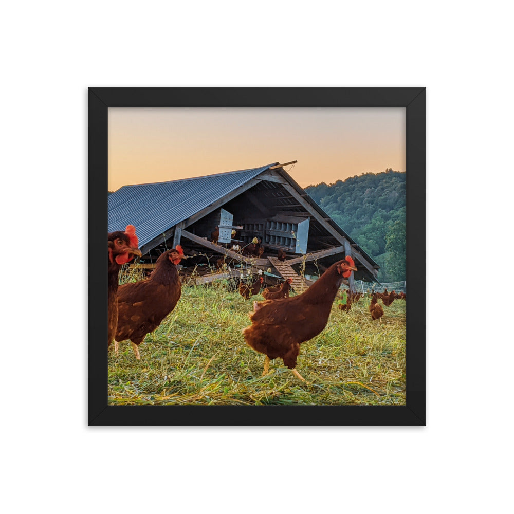 Pasture Chickens Framed poster