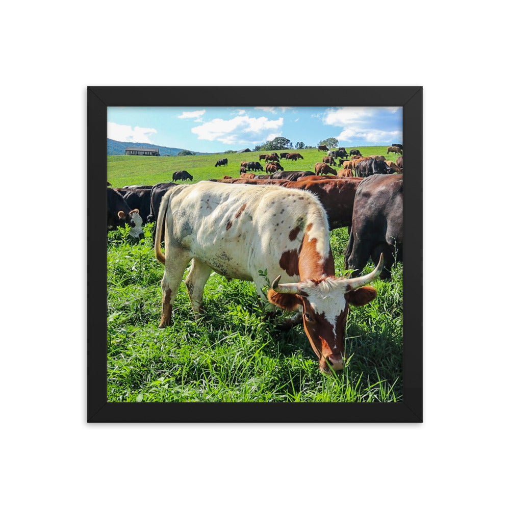Grazing Cattle Framed poster