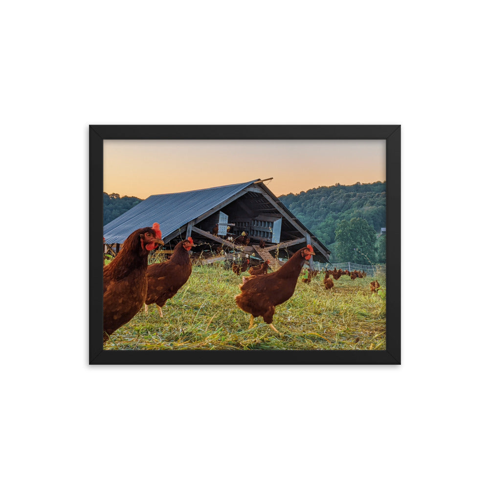 Pasture Chickens Framed poster