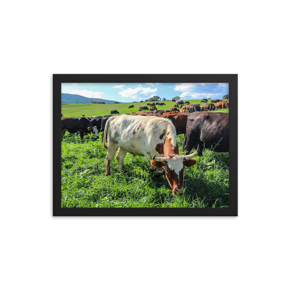 Grazing Cattle Framed poster