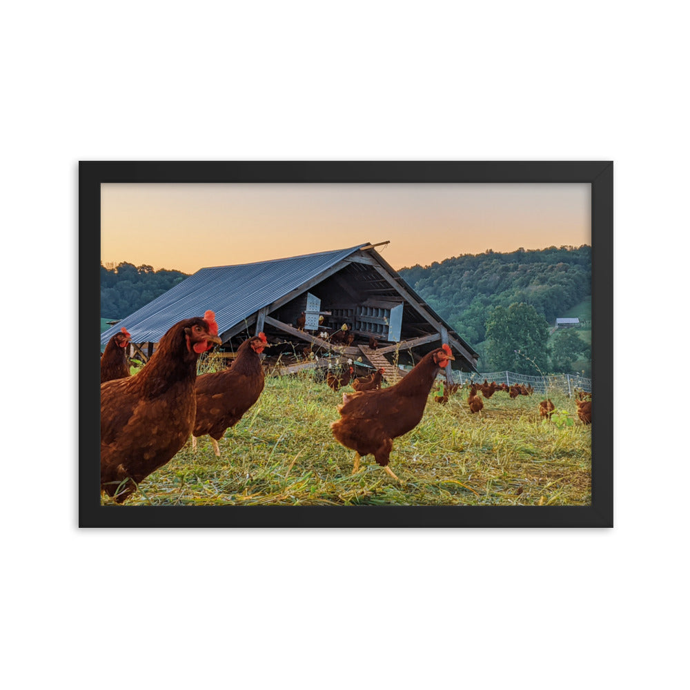 Pasture Chickens Framed poster
