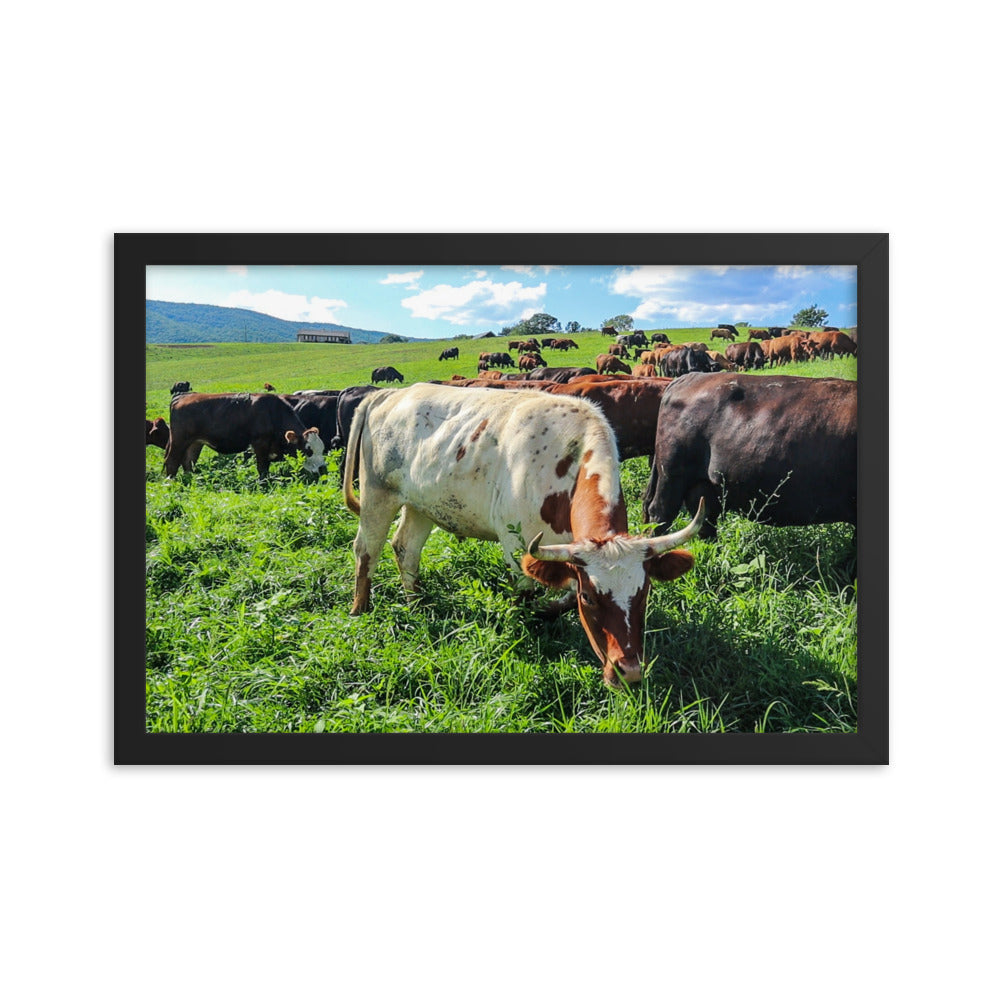 Grazing Cattle Framed poster