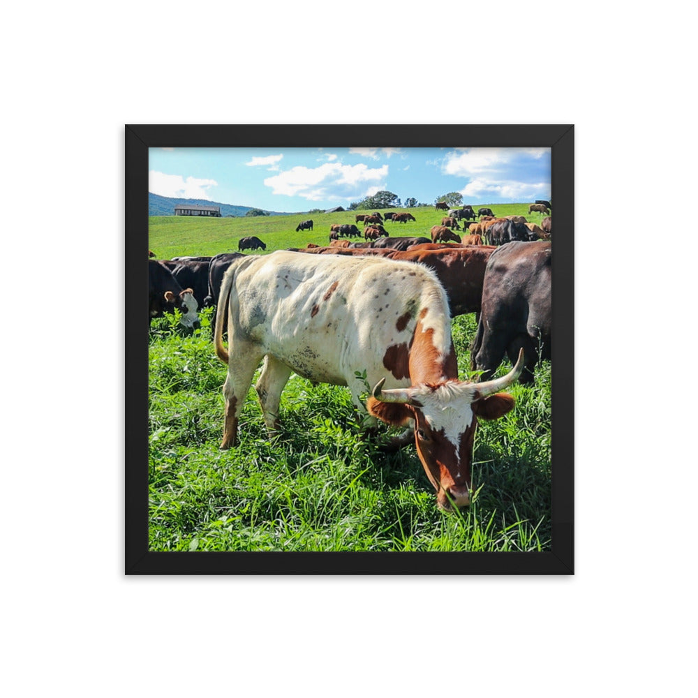 Grazing Cattle Framed poster