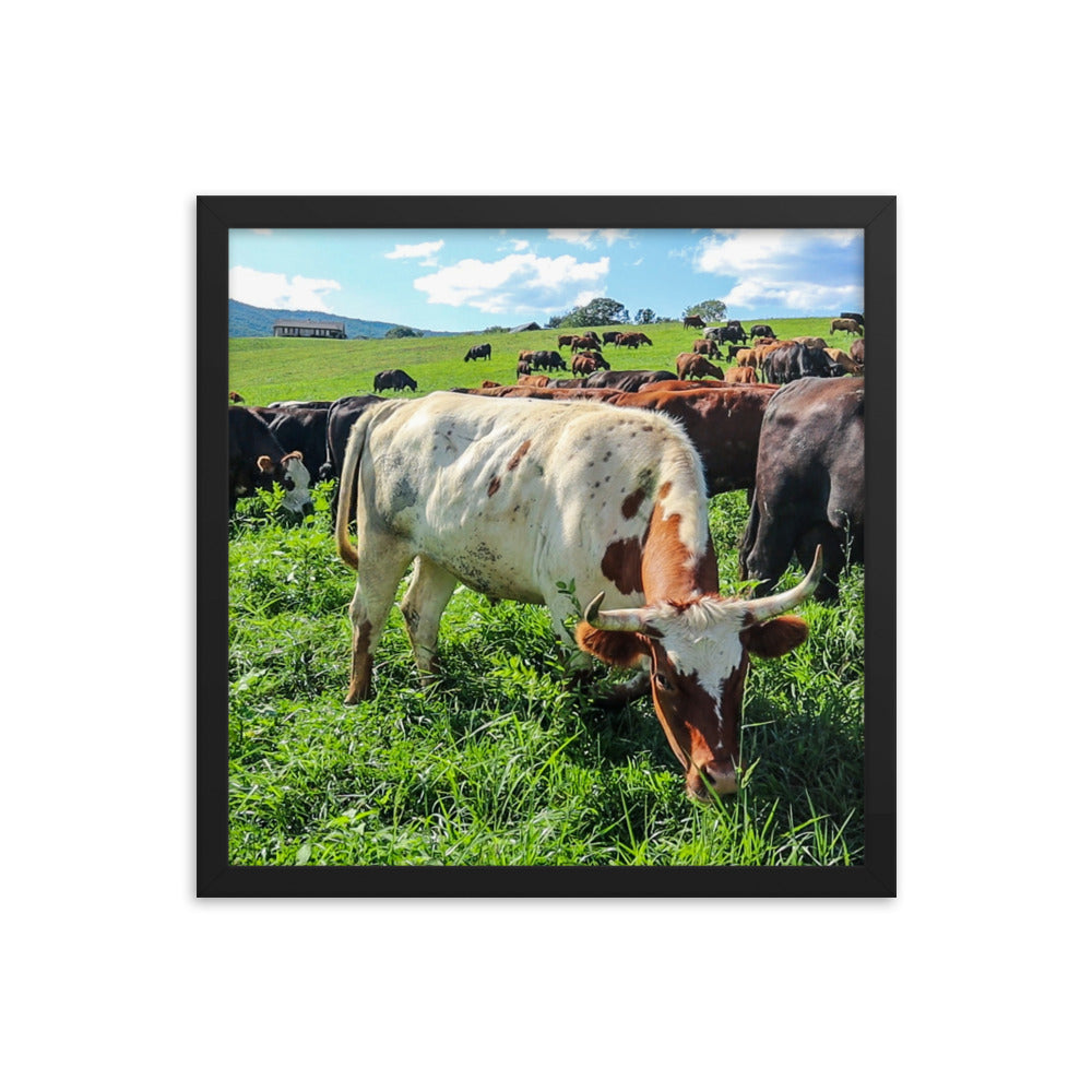 Grazing Cattle Framed poster