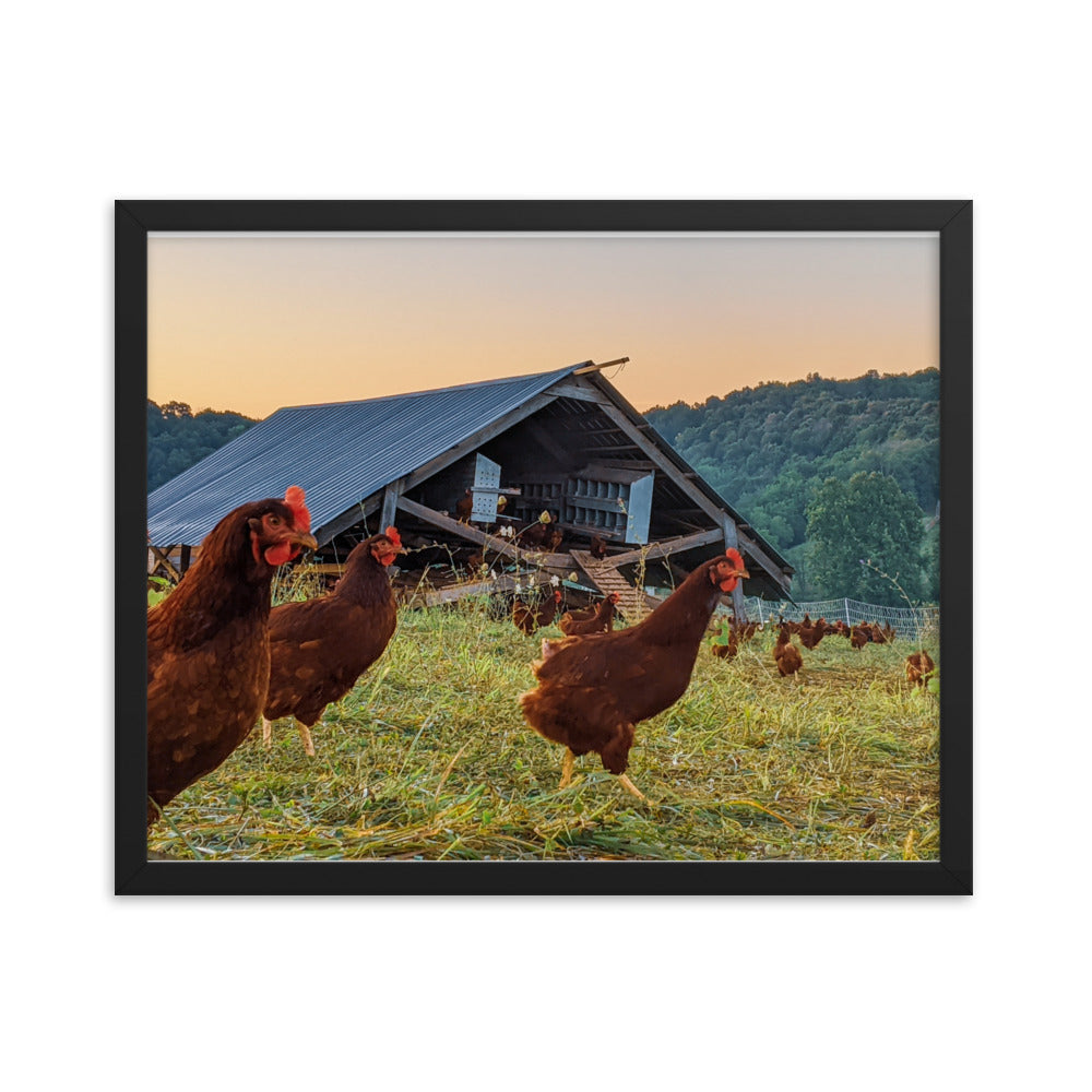 Pasture Chickens Framed poster