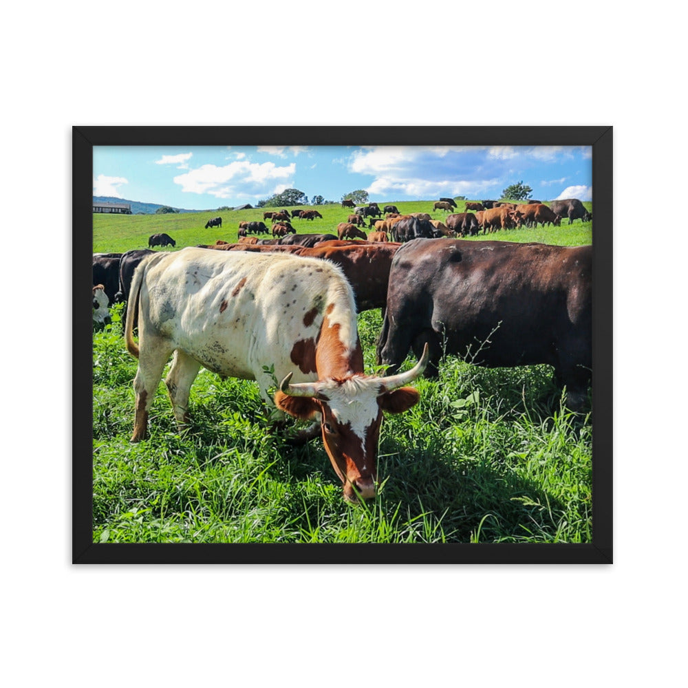 Grazing Cattle Framed poster
