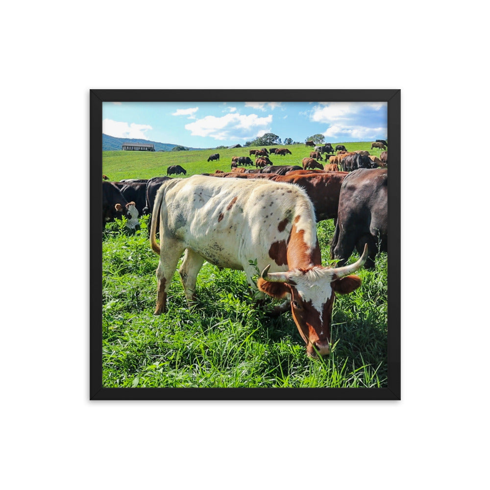 Grazing Cattle Framed poster