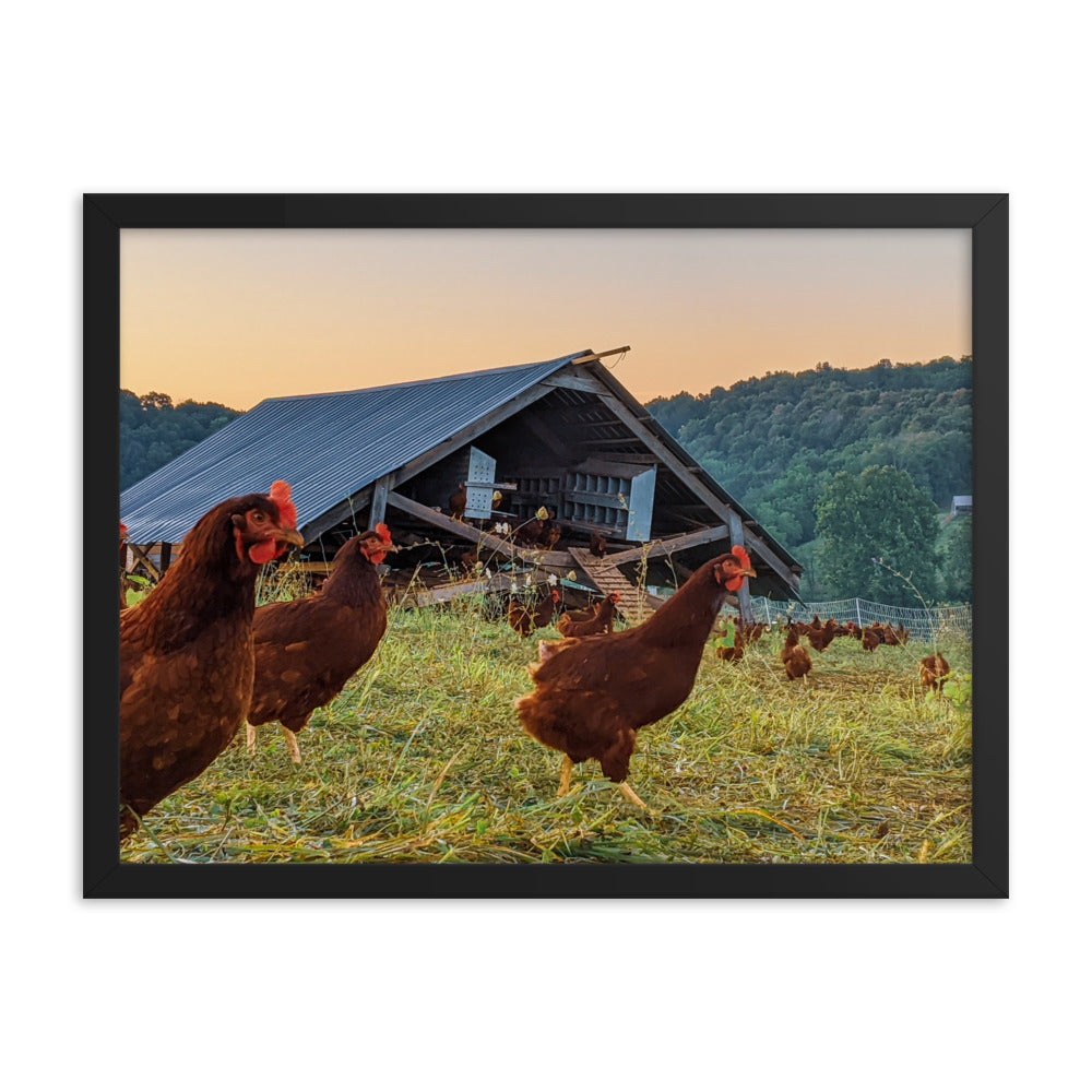 Pasture Chickens Framed poster