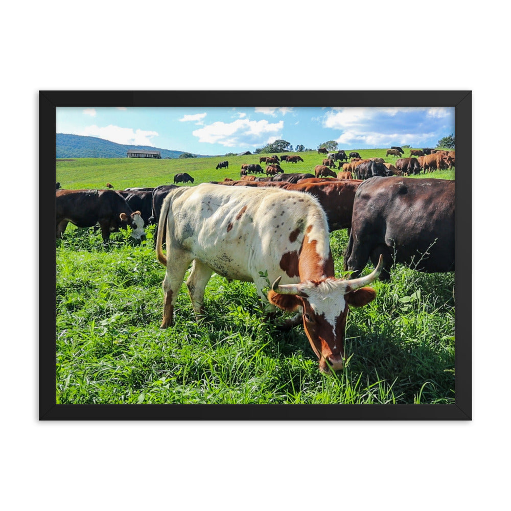 Grazing Cattle Framed poster