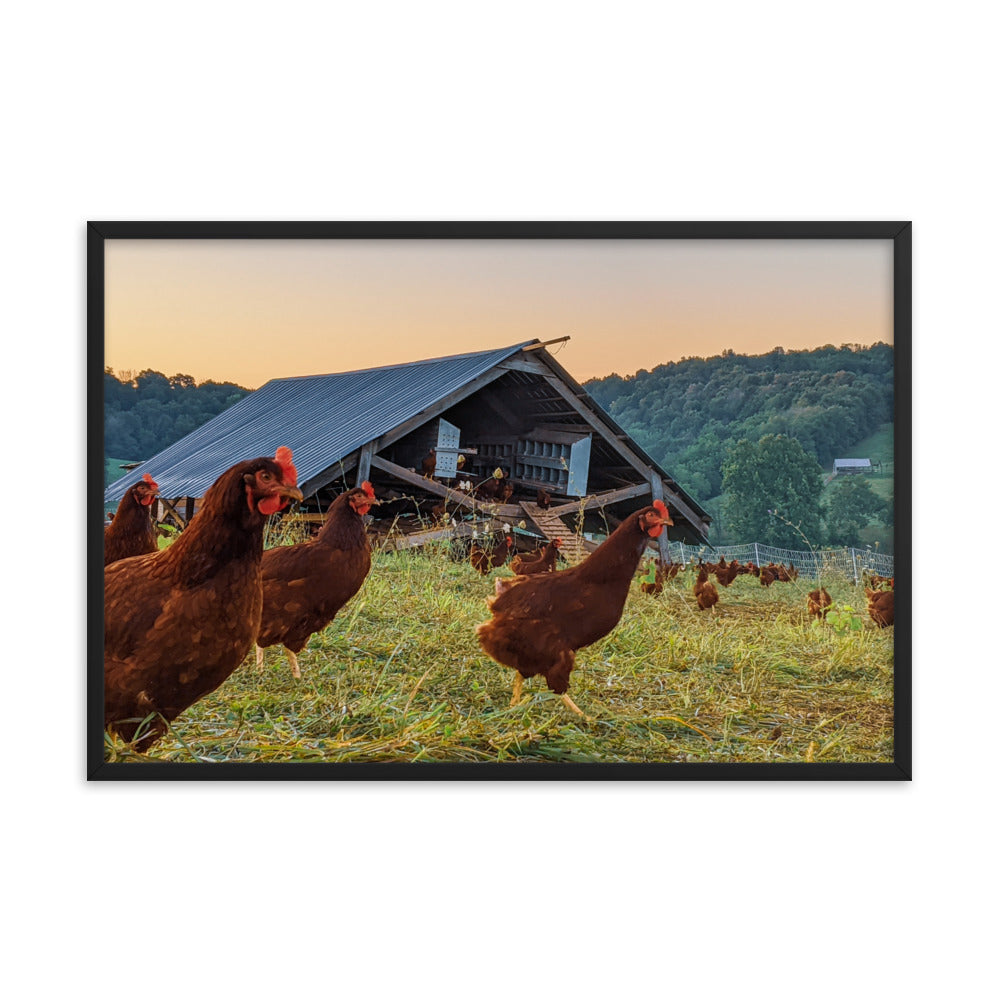 Pasture Chickens Framed poster