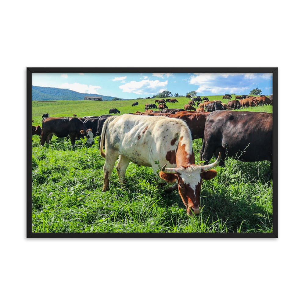 Grazing Cattle Framed poster