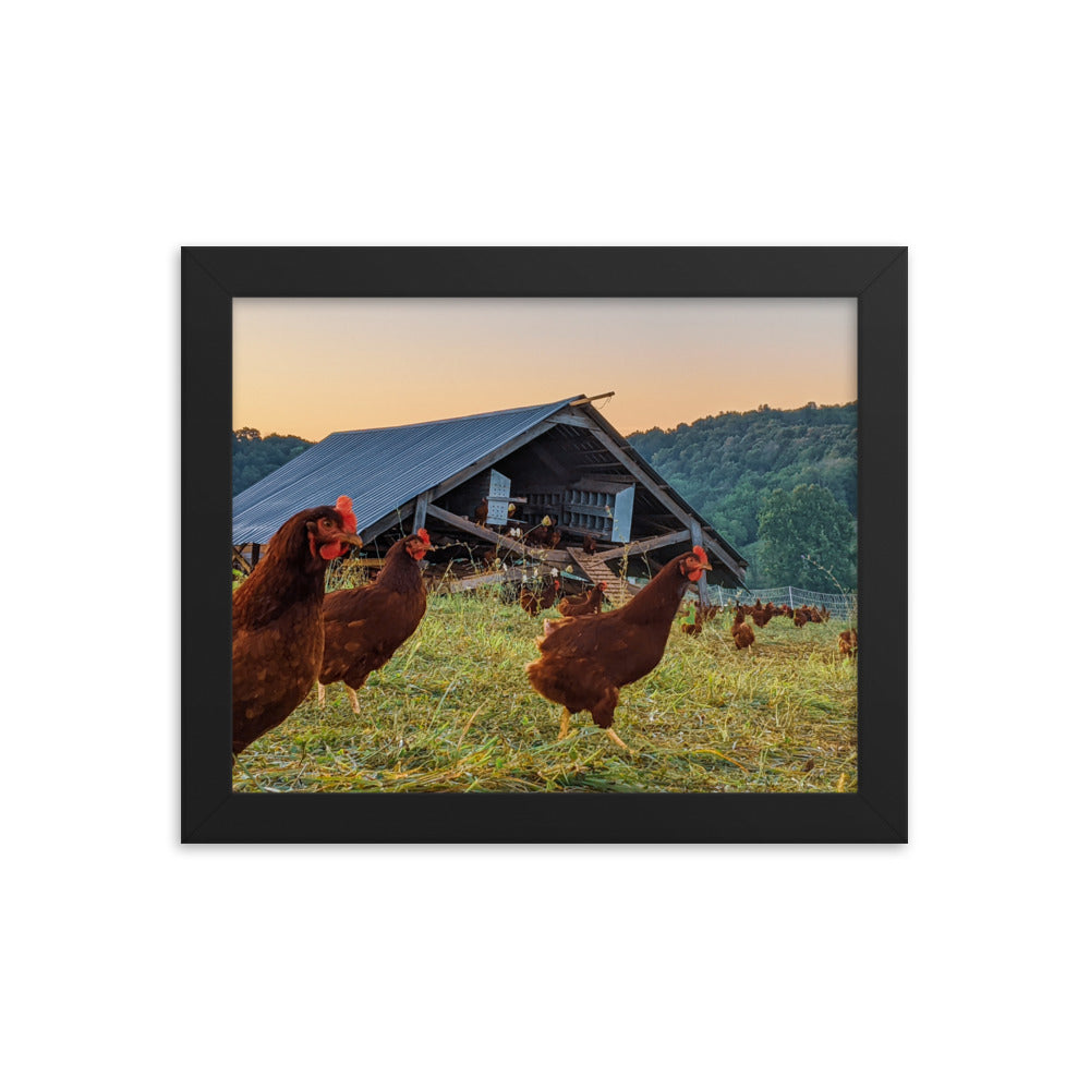 Pasture Chickens Framed poster