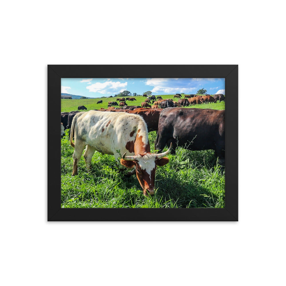 Grazing Cattle Framed poster