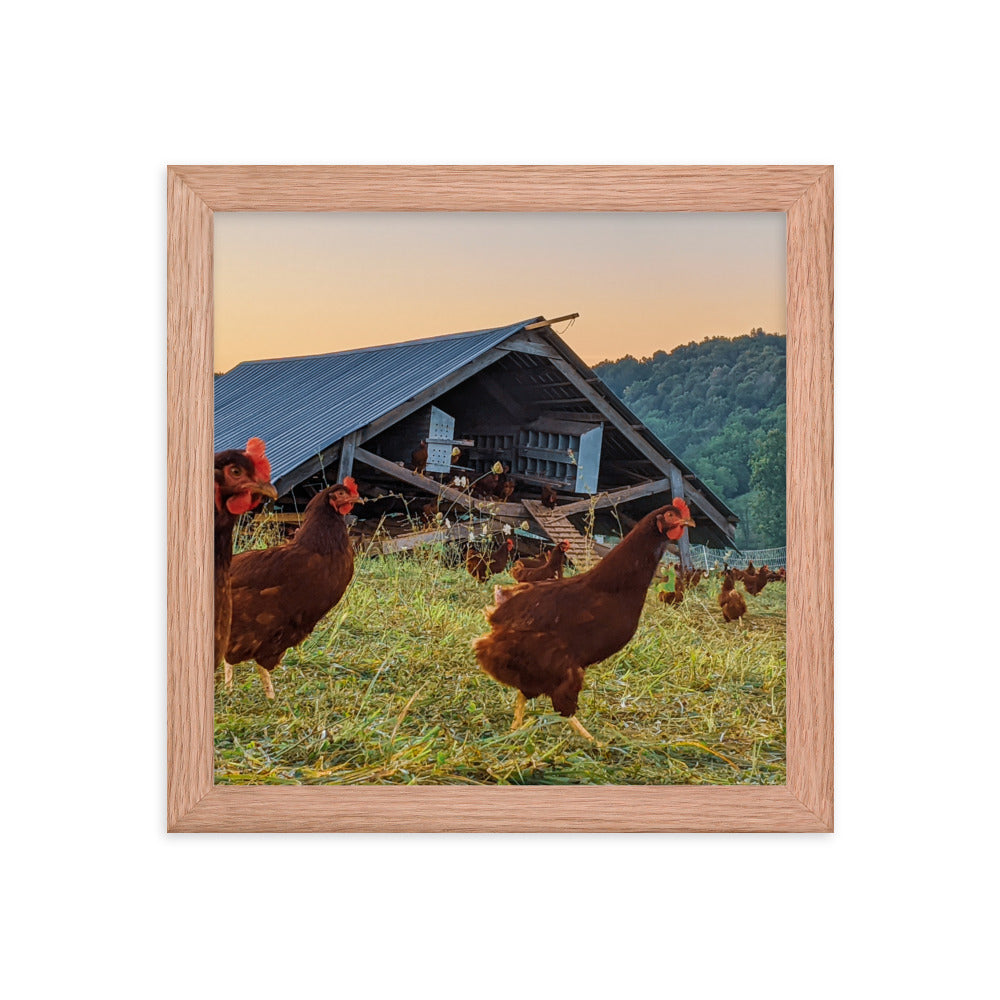 Pasture Chickens Framed poster