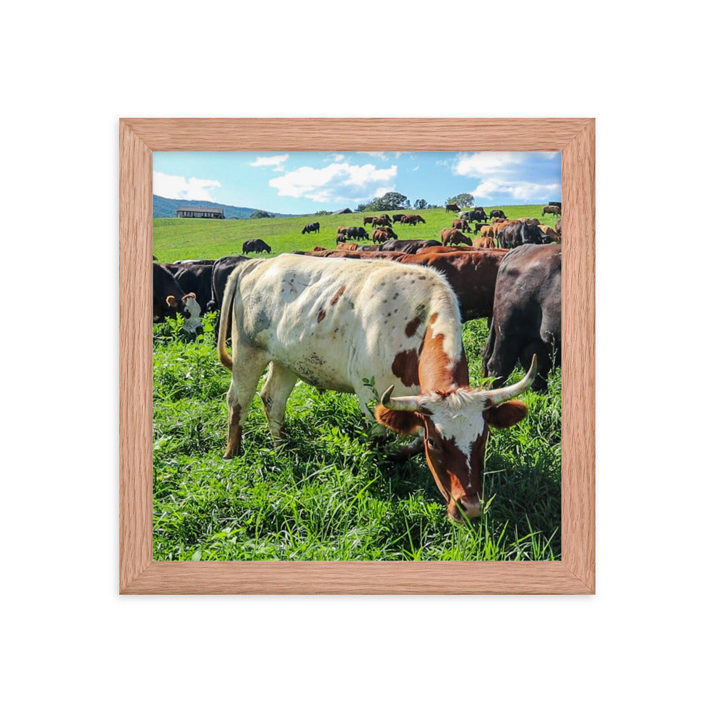 Grazing Cattle Framed poster