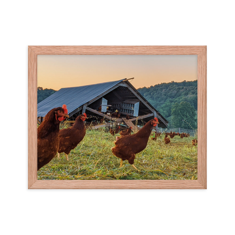 Pasture Chickens Framed poster