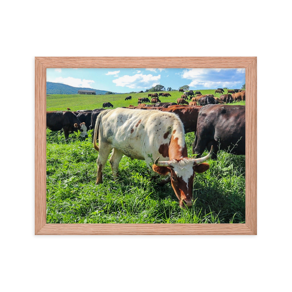 Grazing Cattle Framed poster