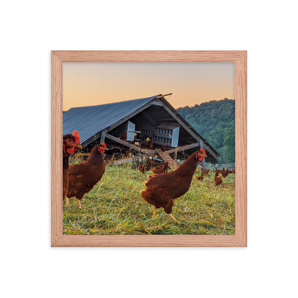 Pasture Chickens Framed poster