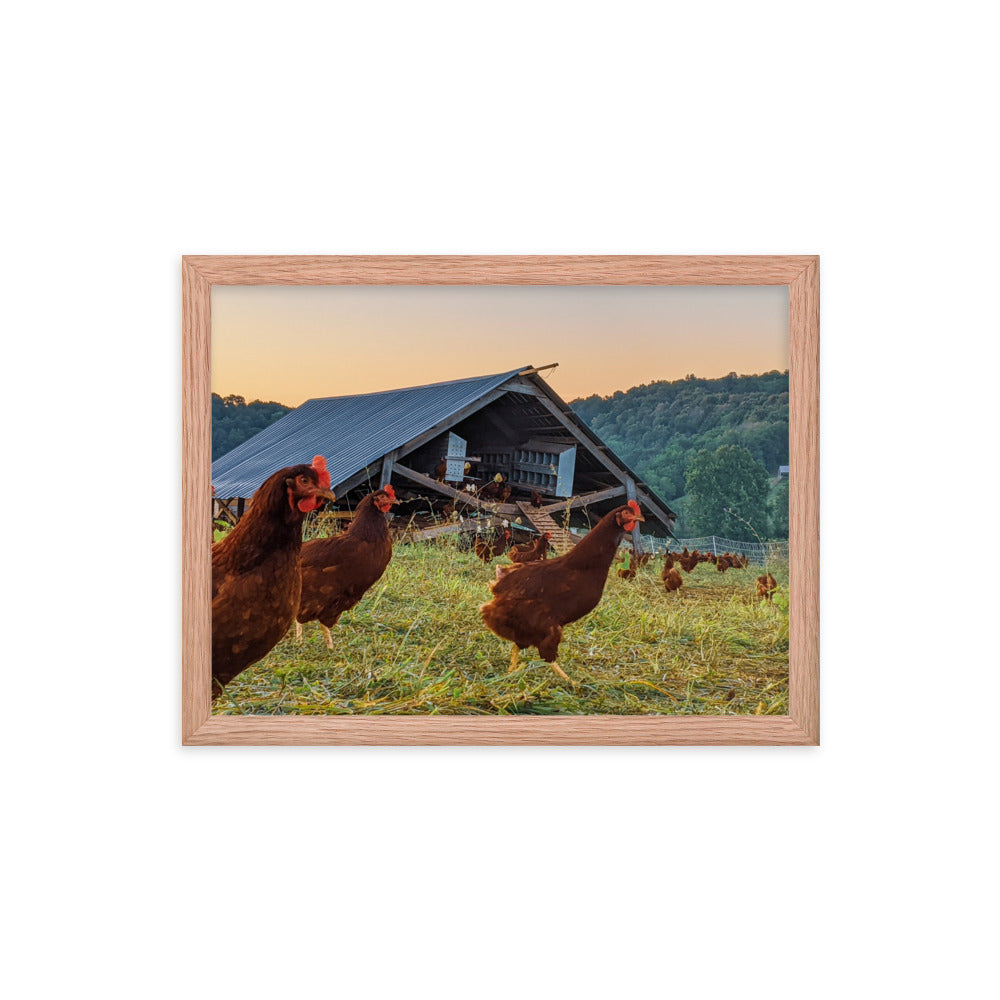 Pasture Chickens Framed poster
