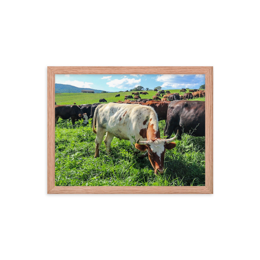 Grazing Cattle Framed poster