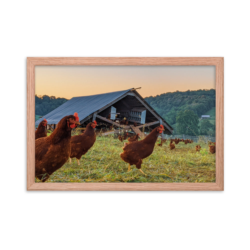 Pasture Chickens Framed poster