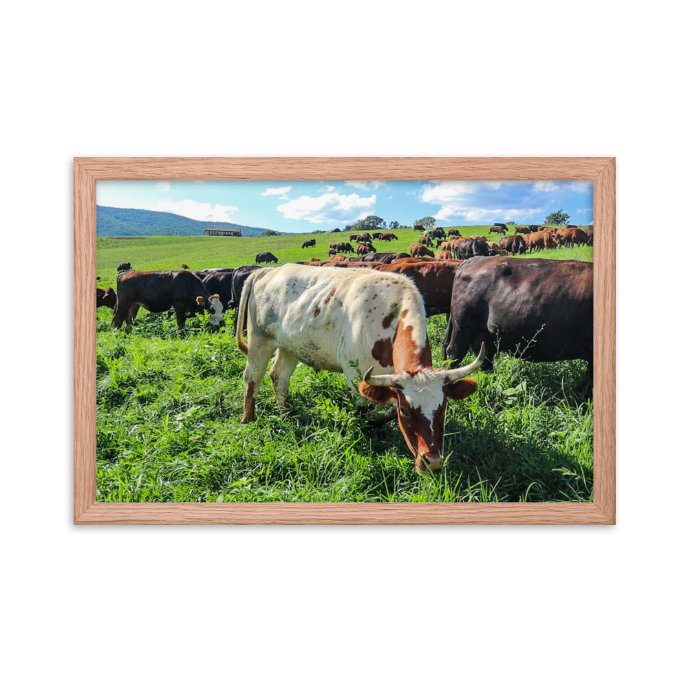 Grazing Cattle Framed poster
