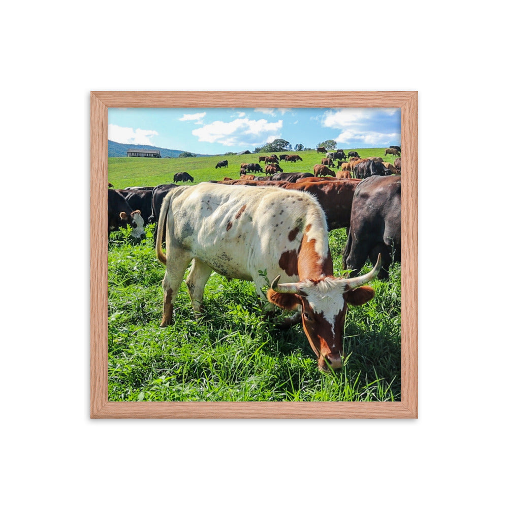 Grazing Cattle Framed poster