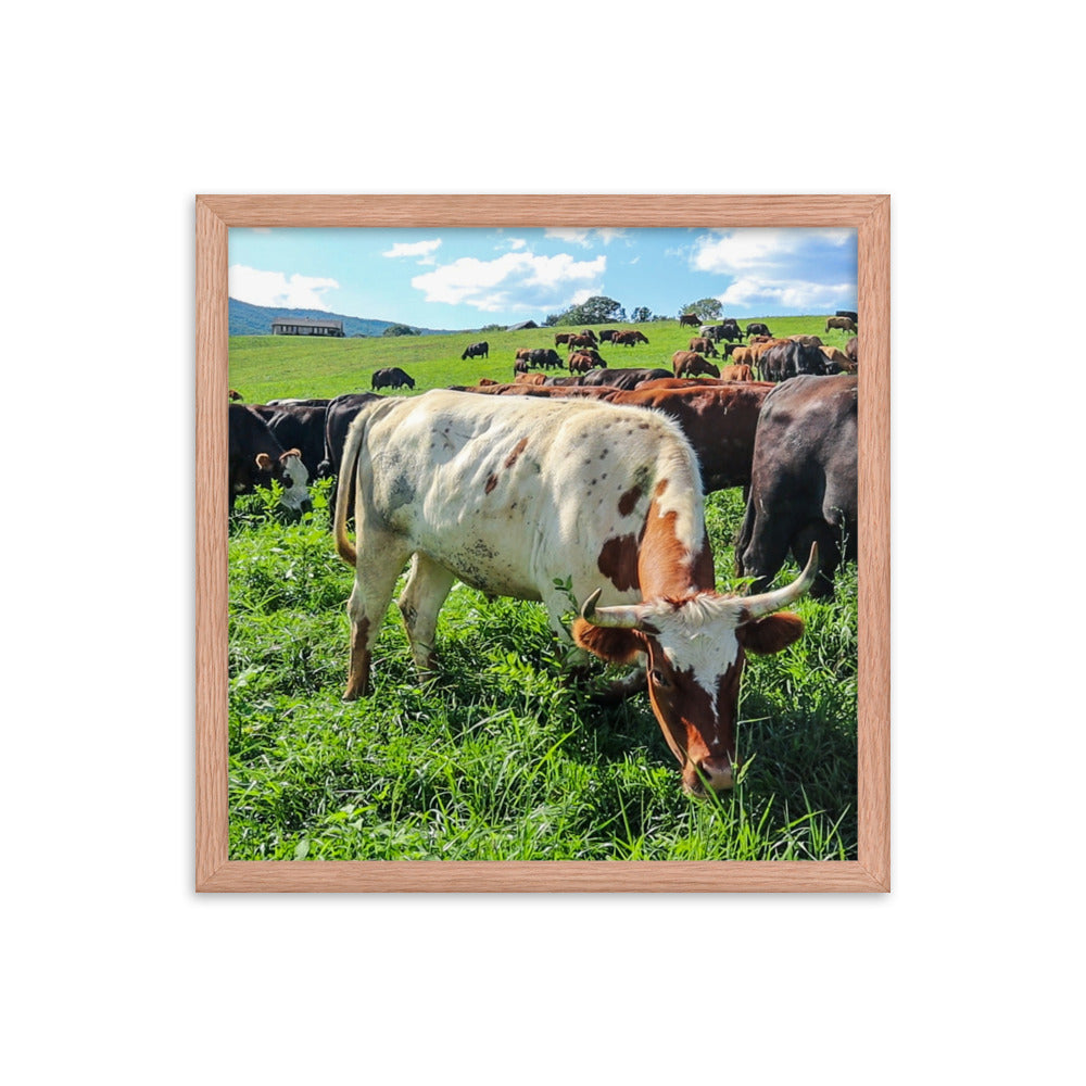 Grazing Cattle Framed poster