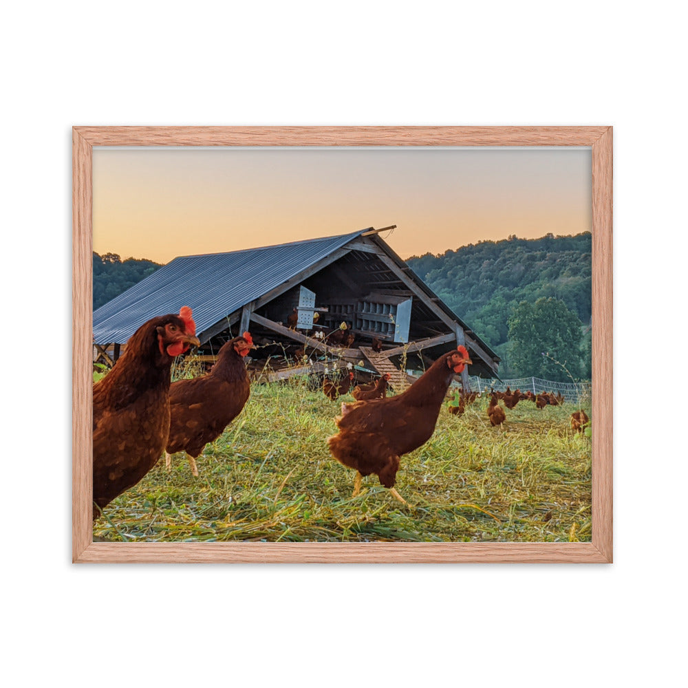 Pasture Chickens Framed poster