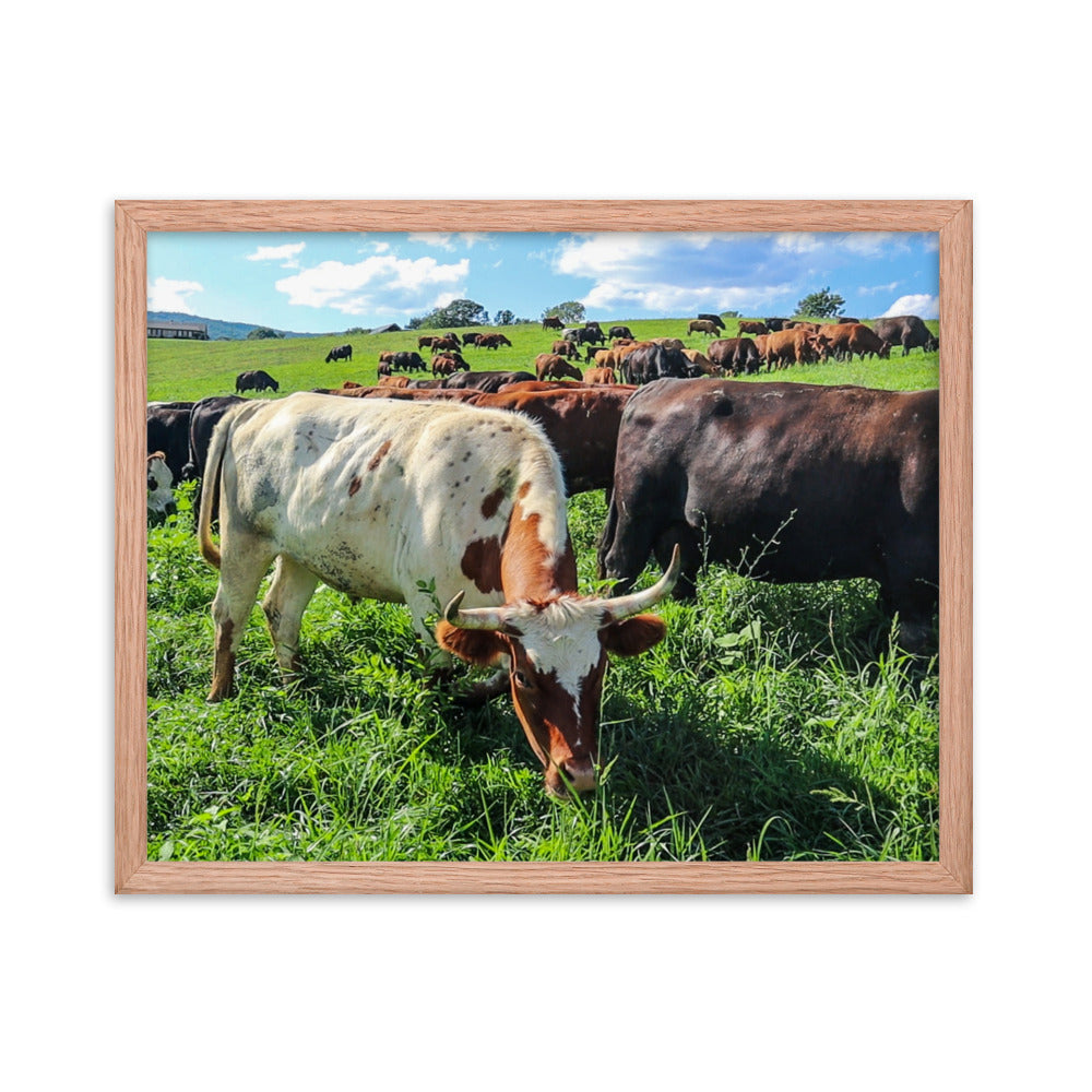 Grazing Cattle Framed poster