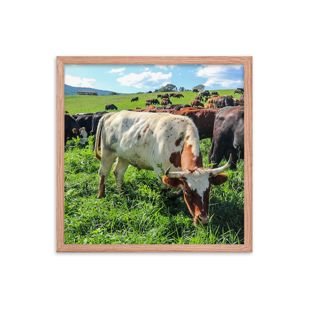 Grazing Cattle Framed poster
