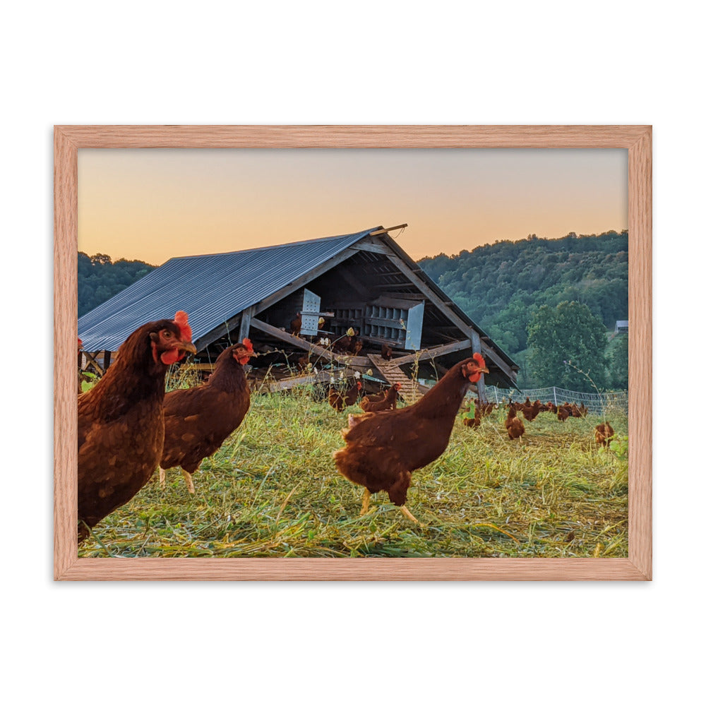 Pasture Chickens Framed poster