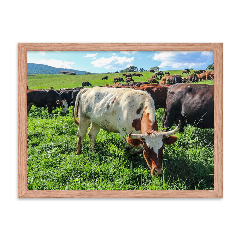 Grazing Cattle Framed poster
