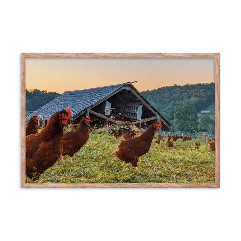 Pasture Chickens Framed poster