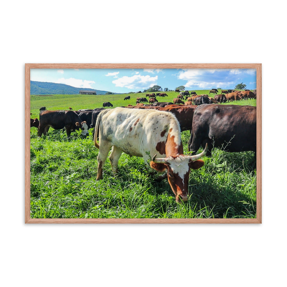 Grazing Cattle Framed poster