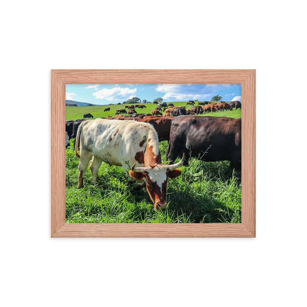 Grazing Cattle Framed poster