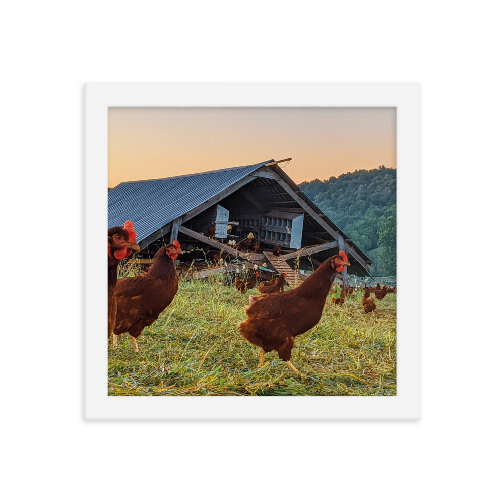 Pasture Chickens Framed poster