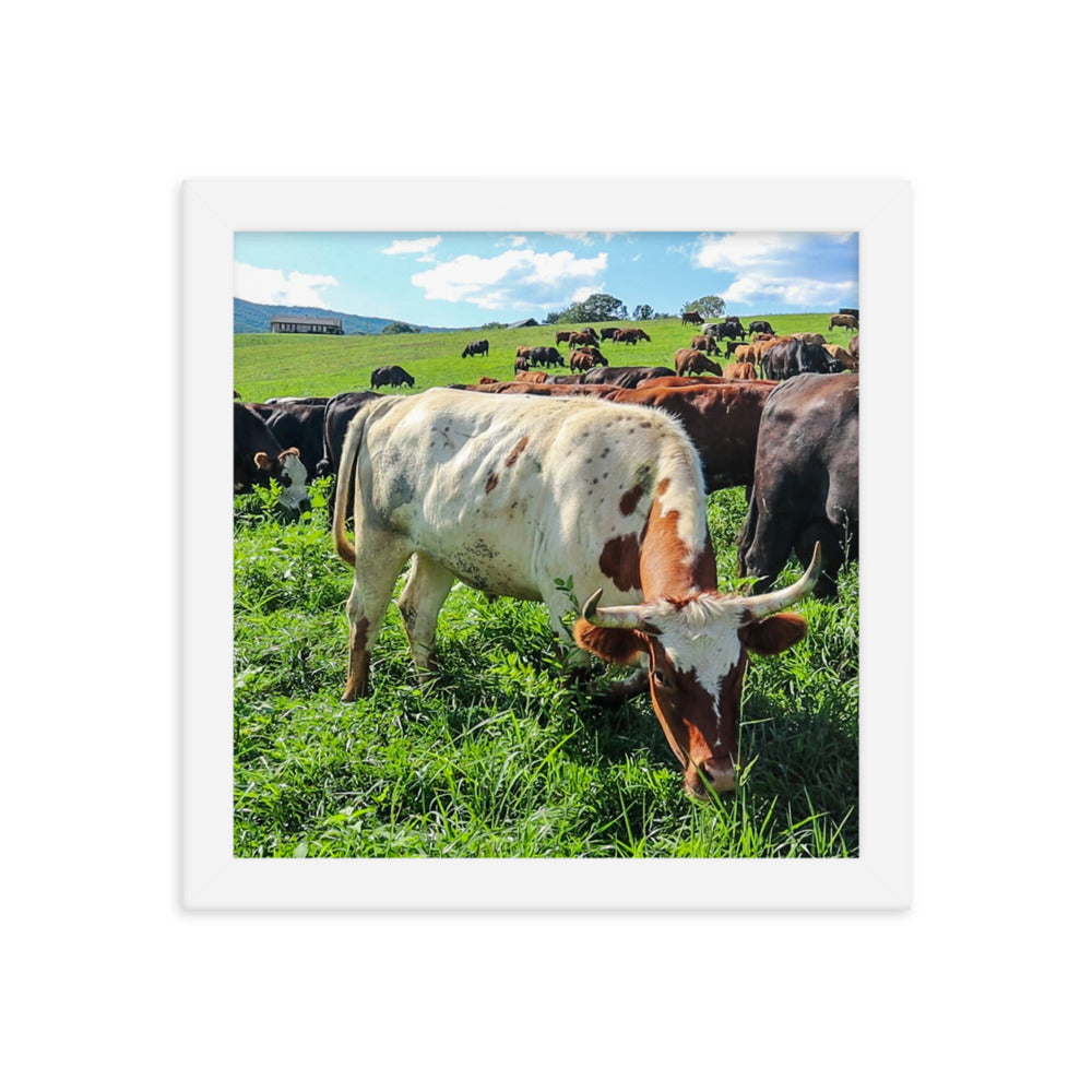 Grazing Cattle Framed poster