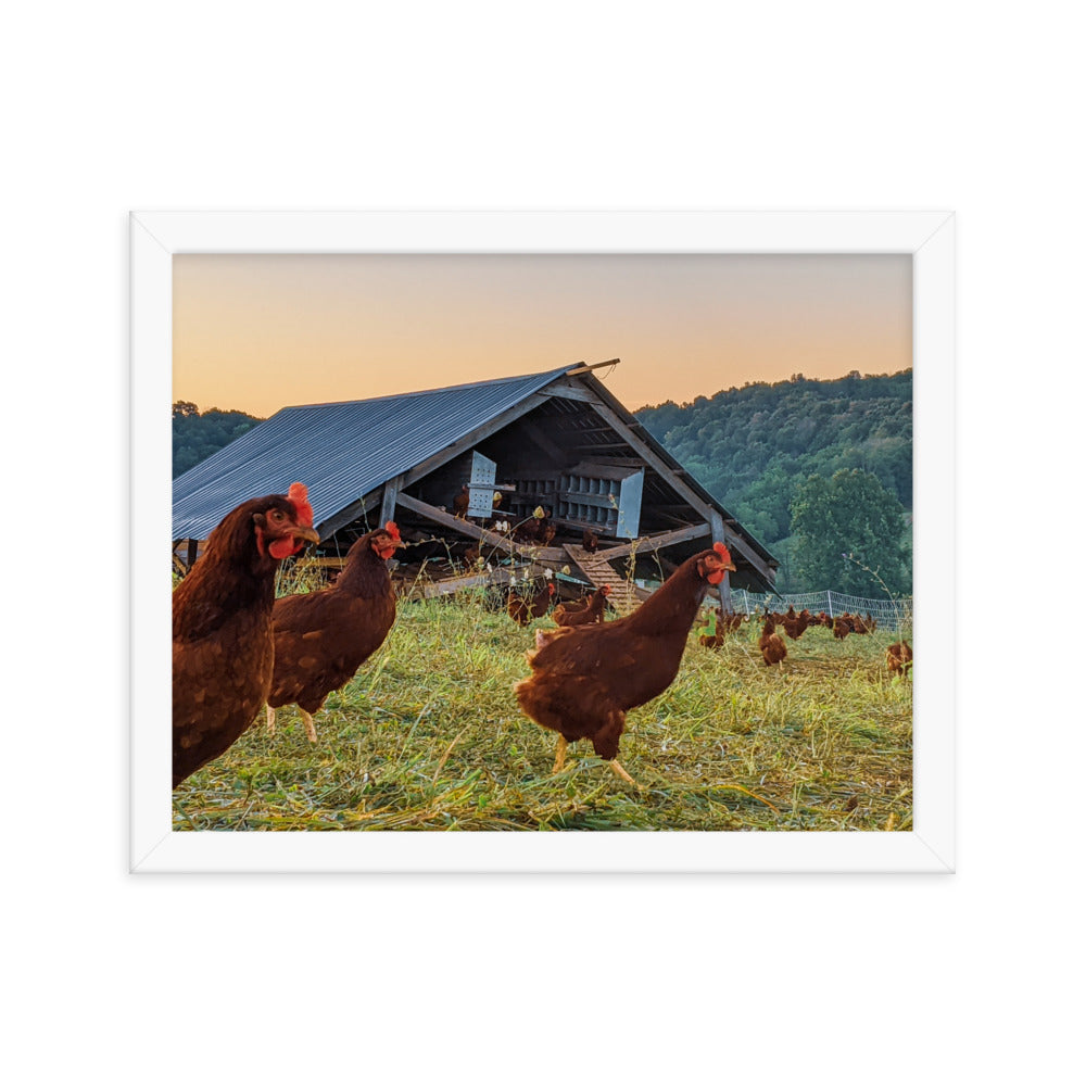 Pasture Chickens Framed poster
