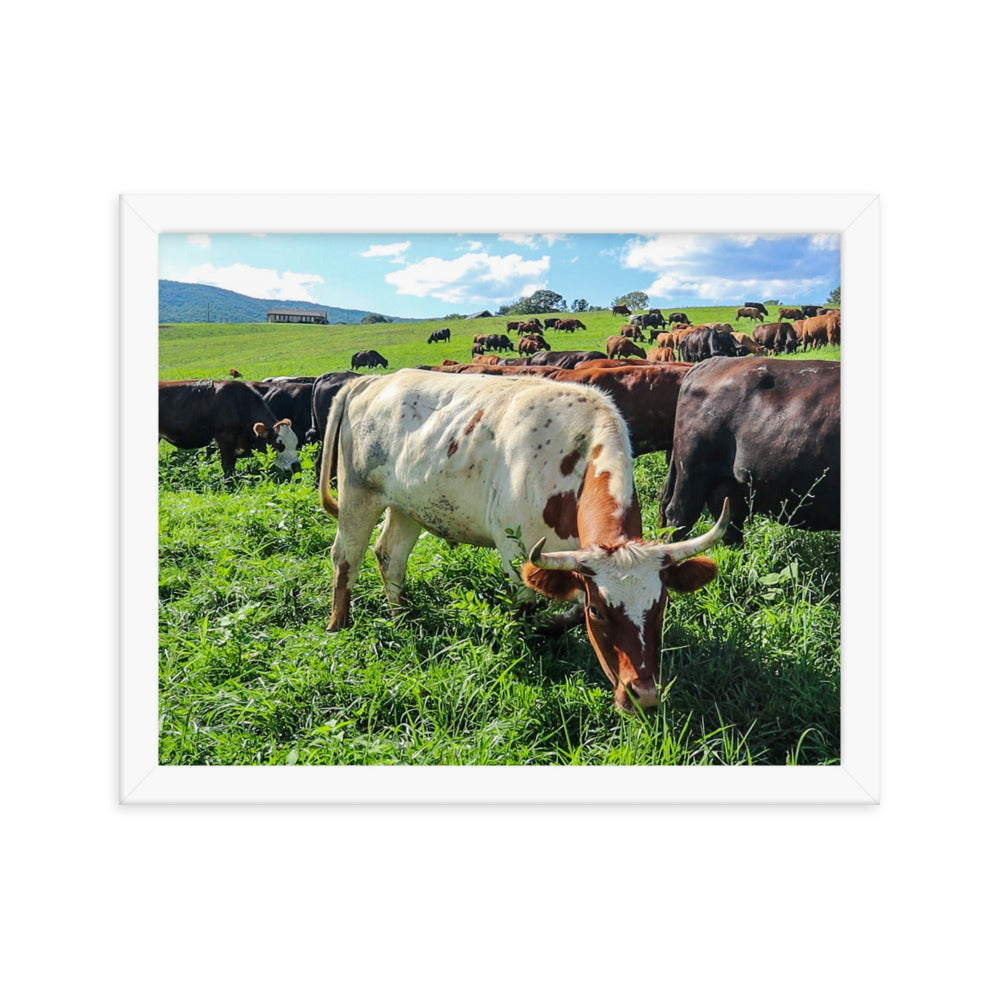 Grazing Cattle Framed poster
