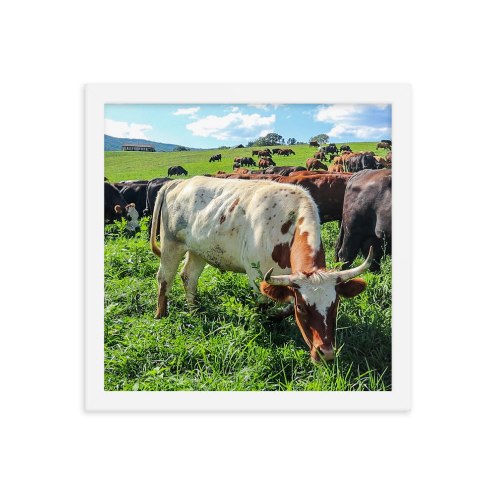 Grazing Cattle Framed poster