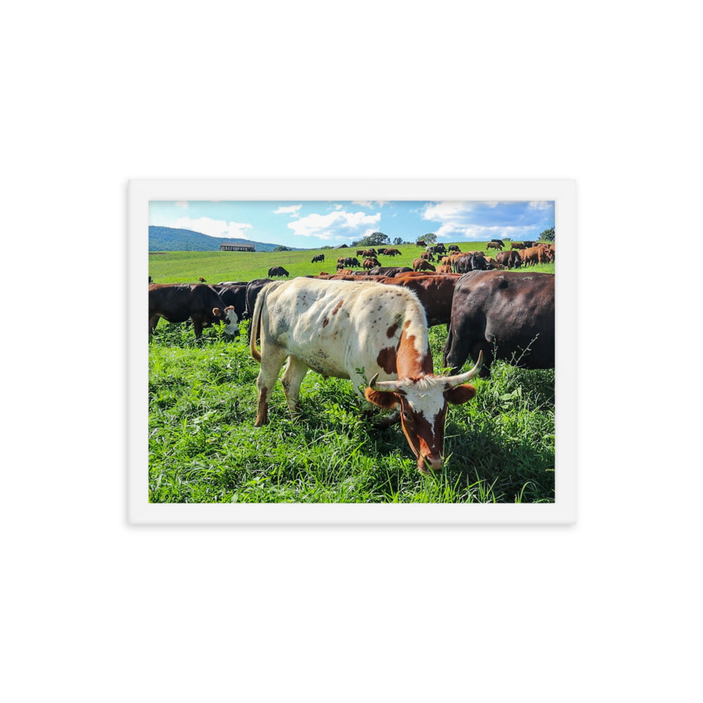 Grazing Cattle Framed poster