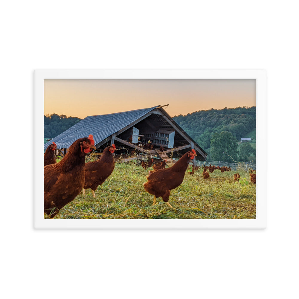 Pasture Chickens Framed poster
